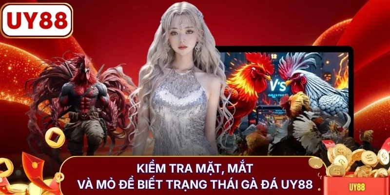 Kiểm tra mặt, mắt và mỏ để biết trạng thái gà đá UY88